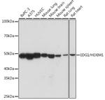 S1P1 Antibody in Western Blot (WB)