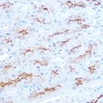 CD138 Antibody in Immunohistochemistry (Paraffin) (IHC (P))