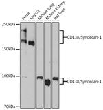 CD138 Antibody in Western Blot (WB)