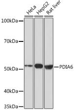 PDIA6 Antibody in Western Blot (WB)