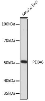 PDIA6 Antibody in Western Blot (WB)