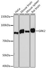 GRK2 Antibody in Western Blot (WB)