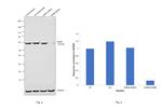 RARB Antibody