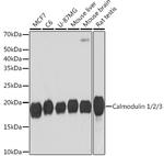 Calmodulin Antibody in Western Blot (WB)