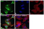 RAB9 Antibody in Immunocytochemistry (ICC/IF)