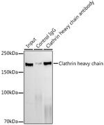 Clathrin Heavy Chain Antibody in Immunoprecipitation (IP)