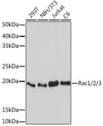 RAC1/RAC2/RAC3 Antibody in Western Blot (WB)