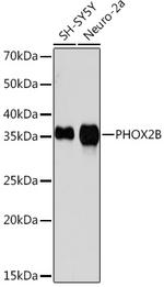 PHOX2B Antibody in Western Blot (WB)