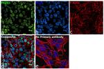 PROX1 Antibody in Immunocytochemistry (ICC/IF)