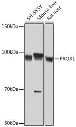 PROX1 Antibody in Western Blot (WB)