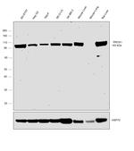 PROX1 Antibody in Western Blot (WB)