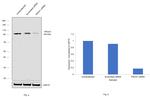 PROX1 Antibody in Western Blot (WB)