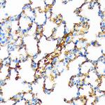 Hemoglobin alpha Antibody in Immunohistochemistry (Paraffin) (IHC (P))