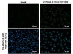 Dengue Virus Type 2 NS1 Antibody in Immunocytochemistry (ICC/IF)