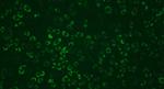 Dengue Virus Type 2 NS1 Antibody in Immunocytochemistry (ICC/IF)