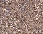 UBA3 Antibody in Immunohistochemistry (Paraffin) (IHC (P))