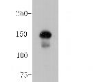 ROBO1 Antibody in Western Blot (WB)