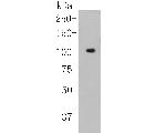 NFKB2 Antibody in Western Blot (WB)