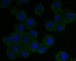 CASPR Antibody in Immunocytochemistry (ICC/IF)