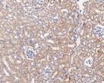 CASPR Antibody in Immunohistochemistry (Paraffin) (IHC (P))