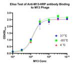 M13 phage coat protein Antibody in ELISA (ELISA)