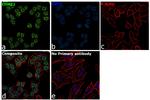 EHMT2 Antibody in Immunocytochemistry (ICC/IF)