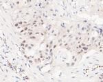 EHMT2 Antibody in Immunohistochemistry (Paraffin) (IHC (P))