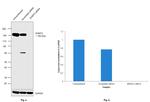 EHMT2 Antibody