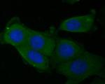 eIF3b Antibody in Immunocytochemistry (ICC/IF)