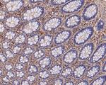 eIF3b Antibody in Immunohistochemistry (Paraffin) (IHC (P))