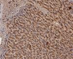 GAA Antibody in Immunohistochemistry (Paraffin) (IHC (P))