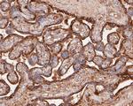 GAA Antibody in Immunohistochemistry (Paraffin) (IHC (P))