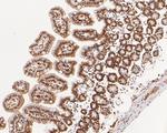 SUPT5H Antibody in Immunohistochemistry (Paraffin) (IHC (P))