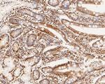 SUPT5H Antibody in Immunohistochemistry (Paraffin) (IHC (P))