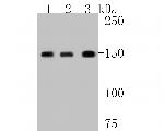 SUPT5H Antibody in Western Blot (WB)