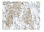 NRF1 Antibody in Immunohistochemistry (Paraffin) (IHC (P))