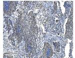 NRF1 Antibody in Immunohistochemistry (Paraffin) (IHC (P))