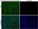 BAK1 Antibody in Immunohistochemistry (Paraffin) (IHC (P))