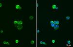 IBA1 Antibody in Immunocytochemistry (ICC/IF)