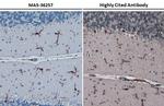 IBA1 Antibody in Immunohistochemistry (Paraffin) (IHC (P))