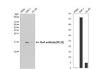 IBA1 Antibody in Western Blot (WB)