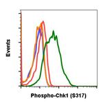 Phospho-Chk1 (Ser317) Antibody in Flow Cytometry (Flow)