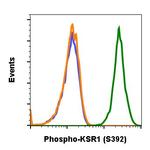 Phospho-KSR1 (Ser392) Antibody in Flow Cytometry (Flow)