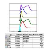 Phospho-Aurora A/B/C (Thr288, Thr232, Thr198) Antibody in Flow Cytometry (Flow)