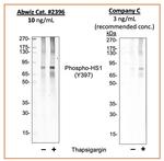 Phospho-HCLS1 (Tyr397) Antibody in Western Blot (WB)