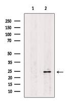 Claudin 6 Antibody in Western Blot (WB)