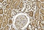 TGF beta-2 Antibody in Immunohistochemistry (Paraffin) (IHC (P))