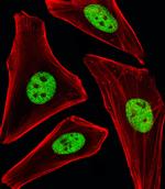 SP1 Antibody in Immunocytochemistry (ICC/IF)