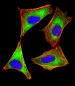 PKR Antibody in Immunocytochemistry (ICC/IF)