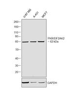 PKR Antibody in Western Blot (WB)